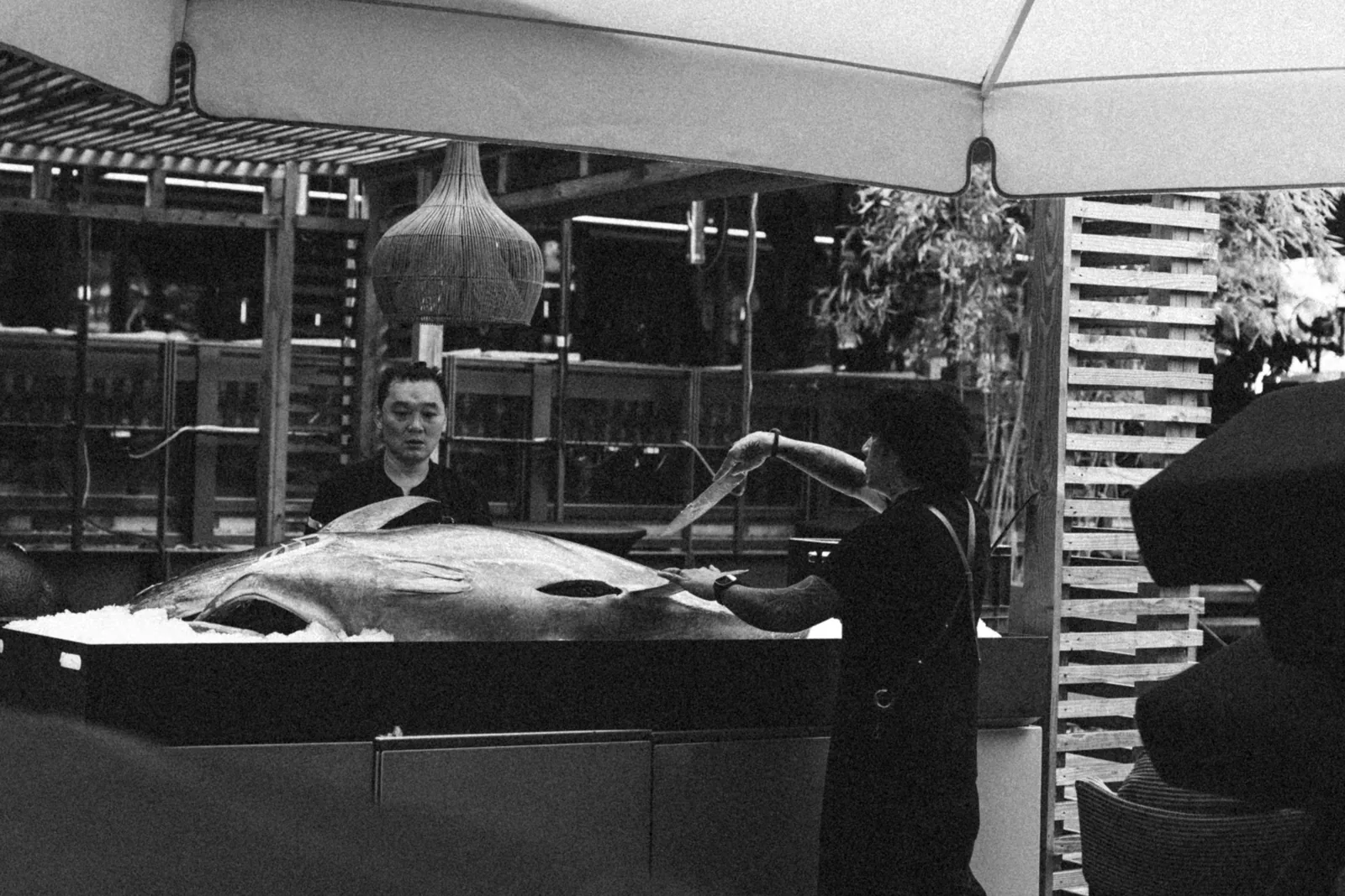 Bluefin-Cutting live