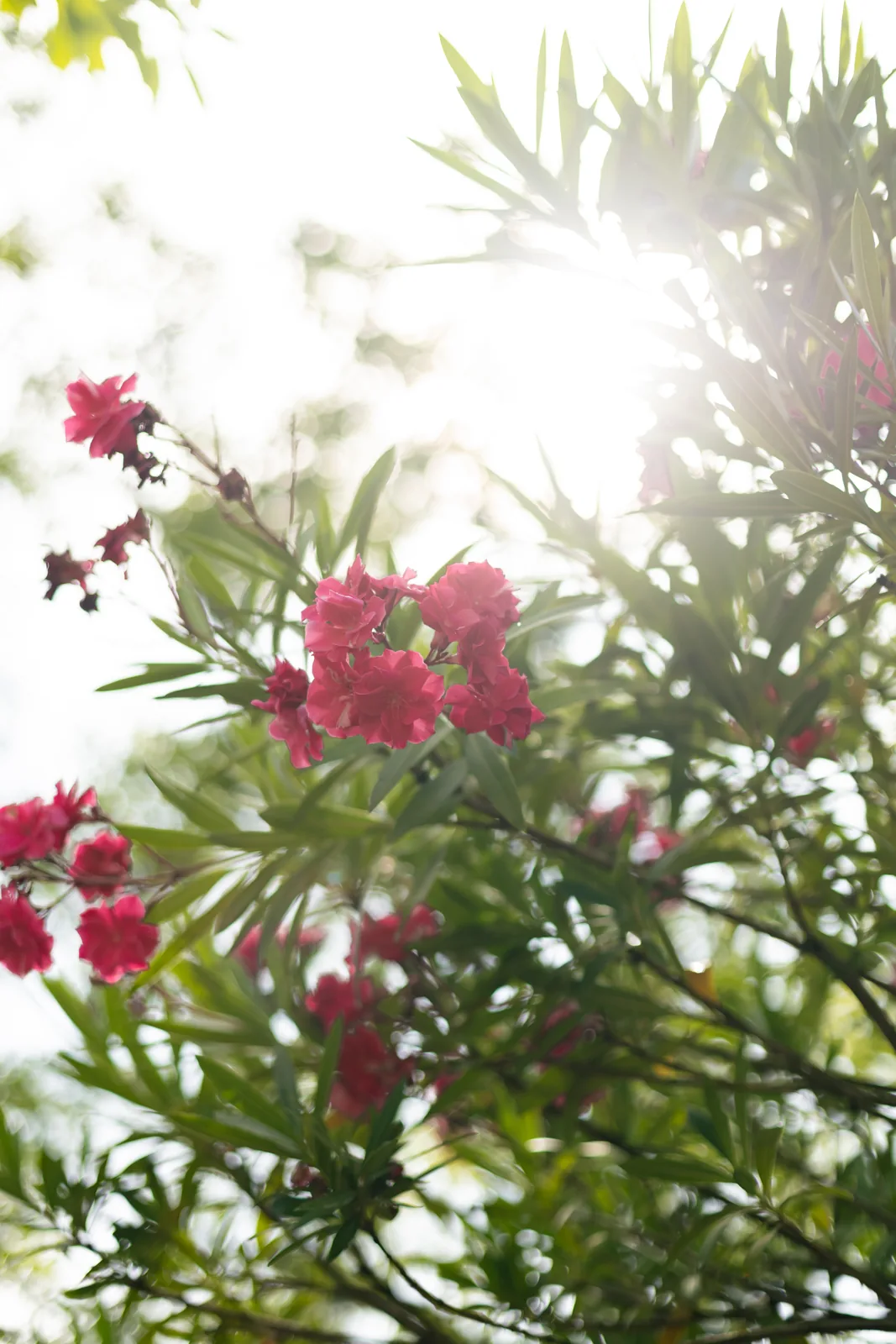 Sommer im Garten